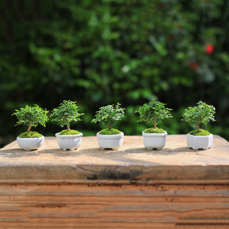 达摩小叶九里香迷你盆栽办公桌绿植桌面摆件室内花卉盆景可爱植物