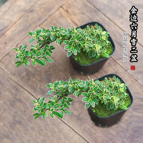 迷你花卉盆栽金边六月雪