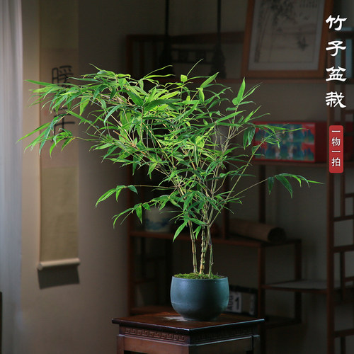 内门竹金丝佛肚竹紫寒竹盆栽