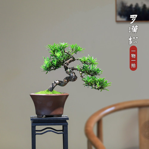 矮霸罗汉松高端盆景一物一拍