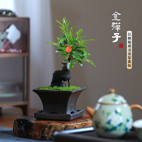 金弹子盆栽造型小品盆景
