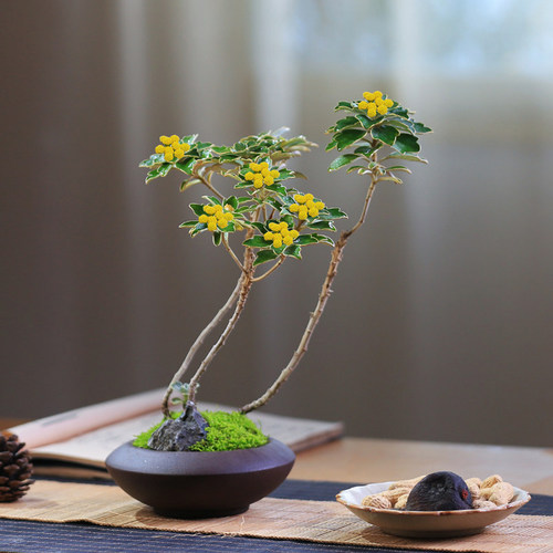 足摺野路菊高山雅菊桌面春秋开花
