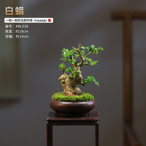 对节白蜡盆景造型绿植