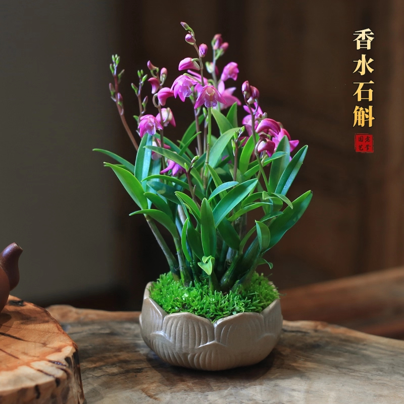 澳洲石斛石斛兰盆栽带花室内花卉桌面兰花盆栽好养易活年宵花好养