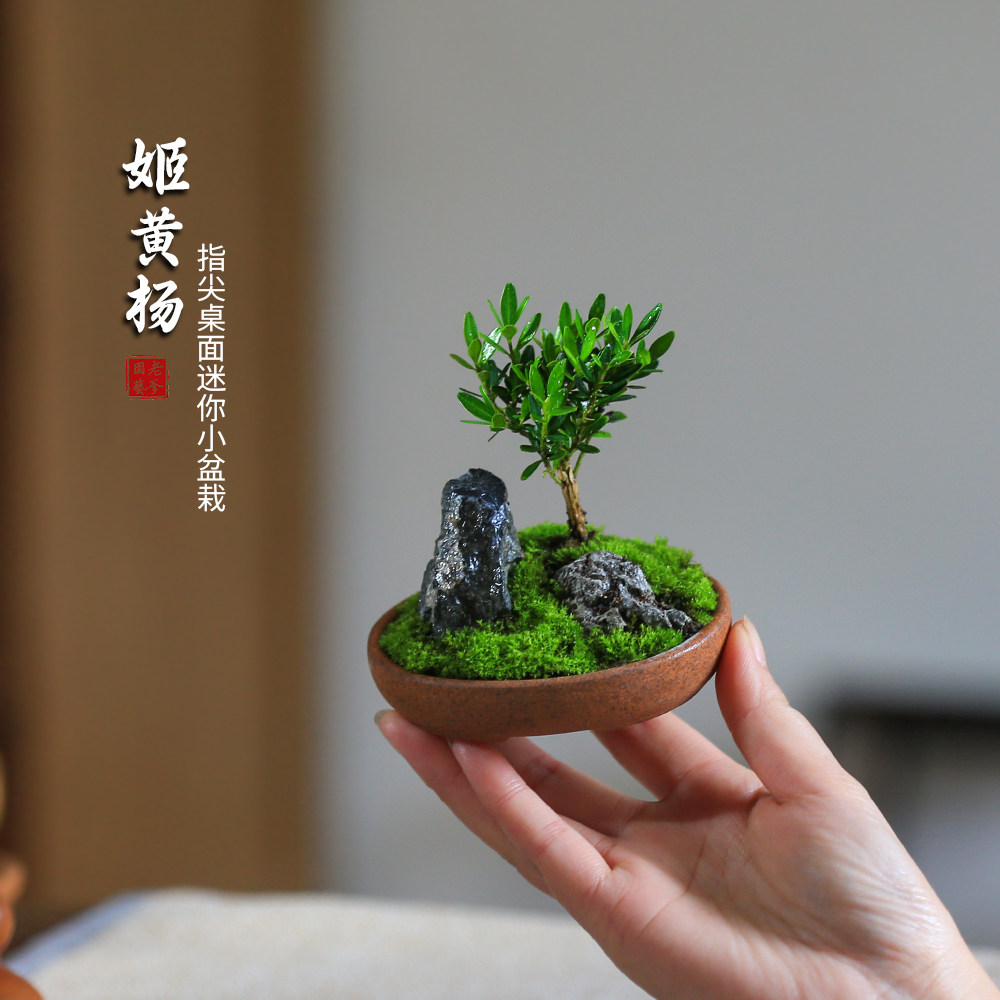 黄杨盆栽迷你小盆景办公室桌面绿植花卉植物室内好养活四季常青