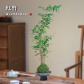 米竹室内盆栽小型红竹盆景观音竹室内桌面绿植微盆景竹子苗观赏竹