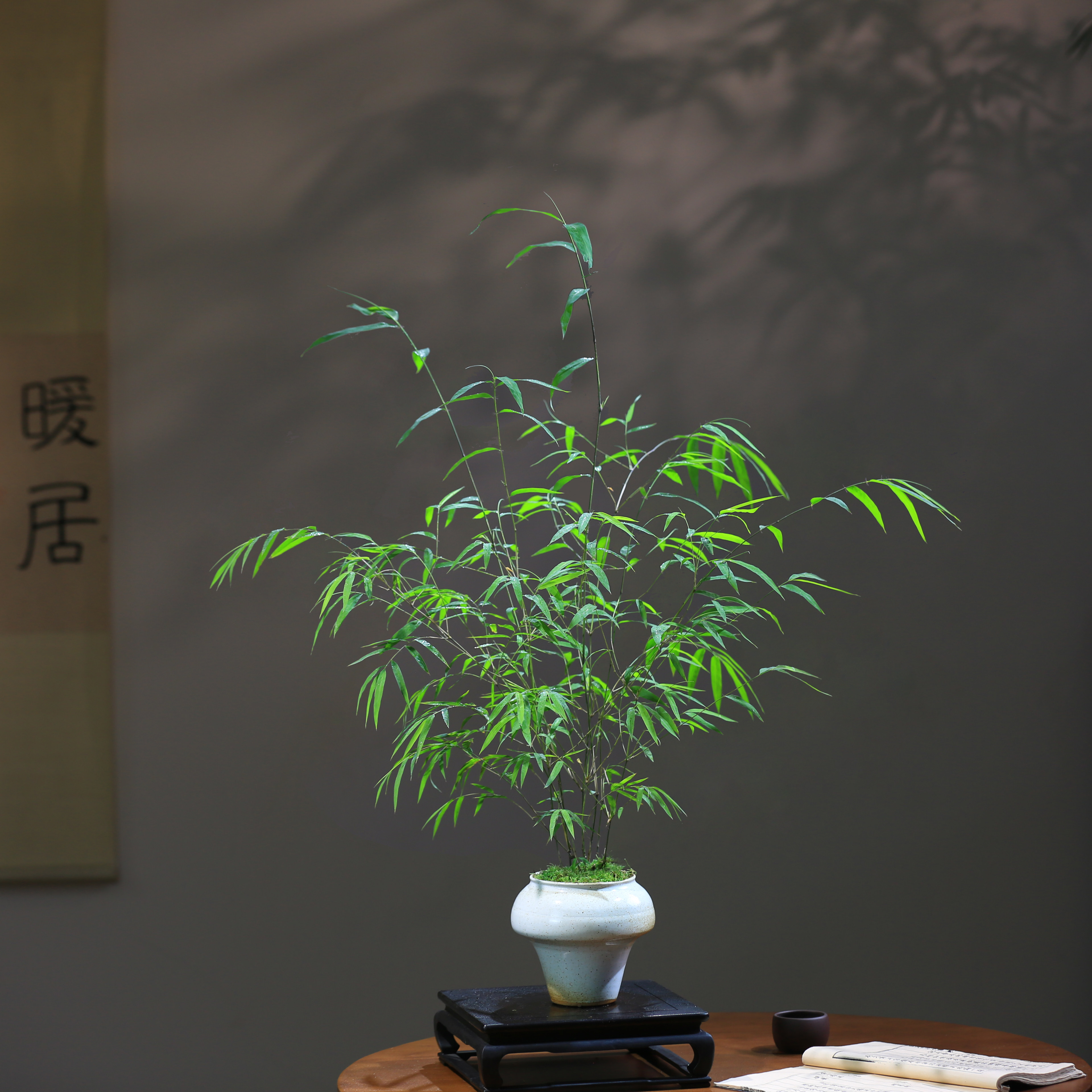 内门竹盆栽名贵竹子苗室内庭院绿植四季常青好养易活竹子盆景