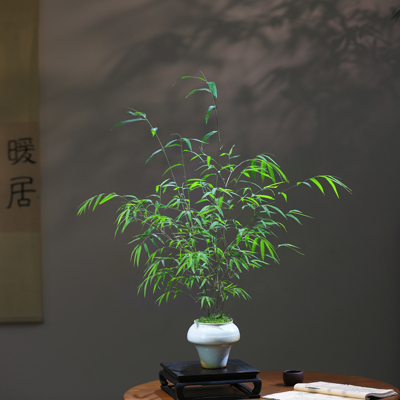 好养易活四季常青内门竹盆栽