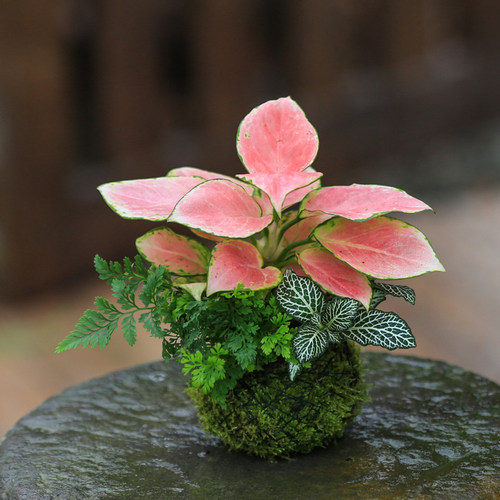 吉利红苔玉禅意苔藓球盆栽