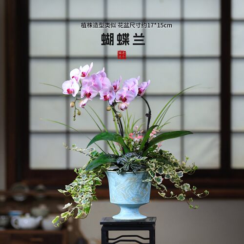 蝴蝶兰盆栽带花室内四季好养开花植物兰花客厅花卉桌面绿植好养