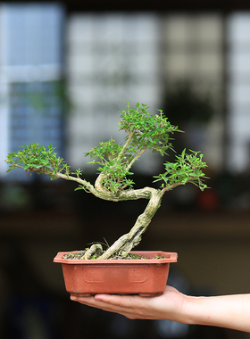 老爹园艺老桩六月雪室内禅意造型阳台窗台盆栽客厅绿植一物一拍