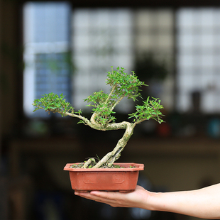 老爹园艺老桩六月雪室内禅意造型阳台窗台盆栽客厅绿植一物一拍