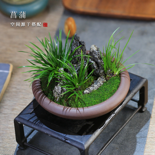 菖蒲盆景微景观植物盆栽客厅室内办公室桌面绿植茶室迷你盆栽禅意