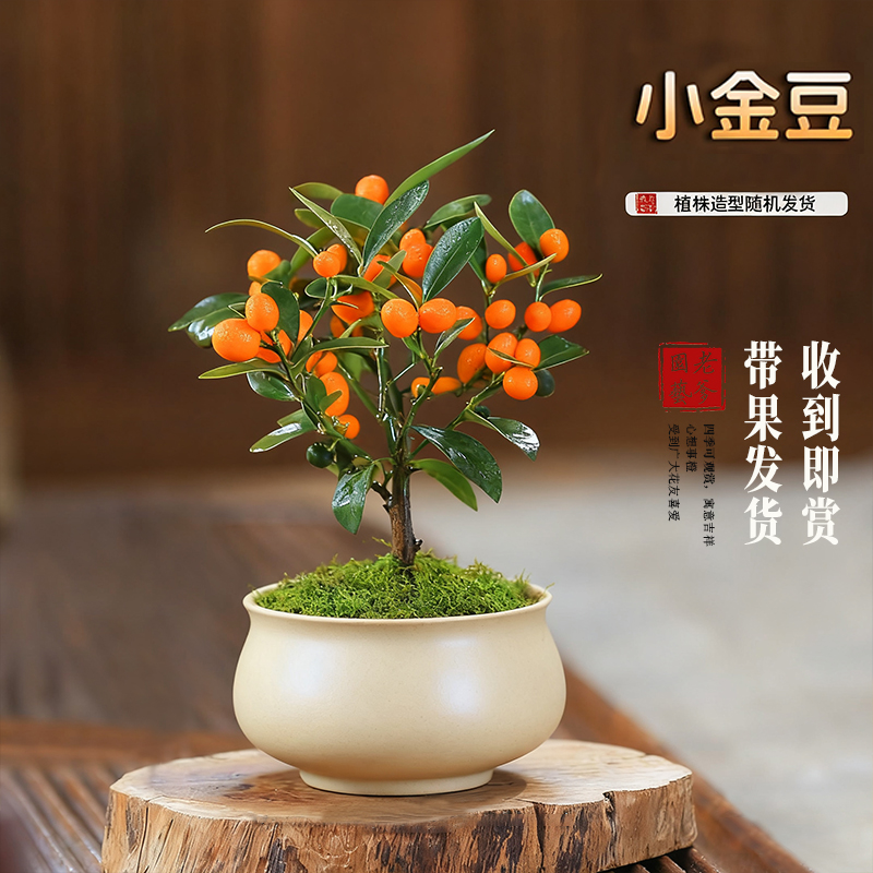 迷你金豆小盆栽植物室内花卉绿植办公室带果冬季耐寒桌面果树盆景