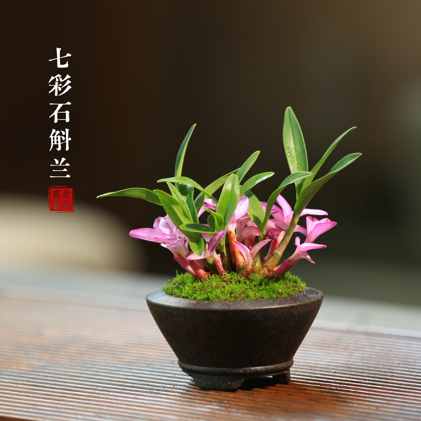 七彩石斛兰盆栽花卉室内绿植好养彩叶植物办公室茶桌装饰小植物