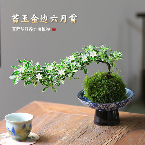 老爹家的菖蒲苔玉造型六月雪盆景