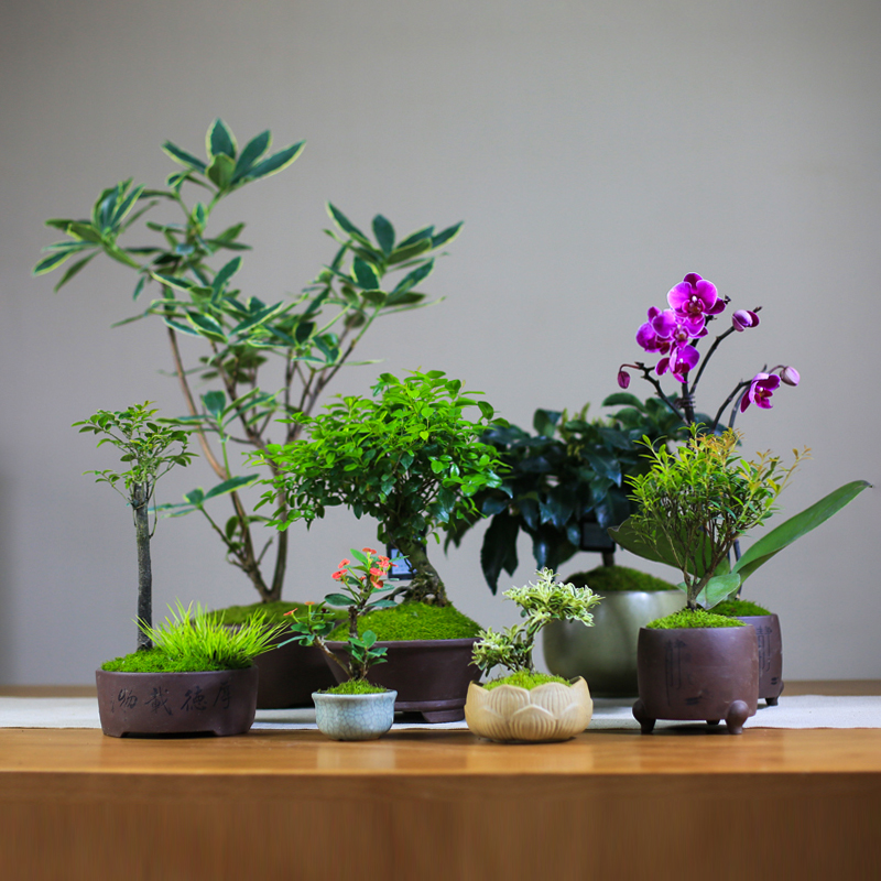 植物室内绿植盲盒盆景小盆栽花卉桌面办公室茶室阳台迷你 鲜花速递/花卉仿真/绿植园艺 造型盆景 原图主图