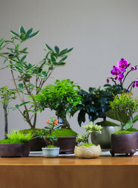 植物室内绿植盲盒盆景小盆栽花卉桌面办公室茶室阳台迷你