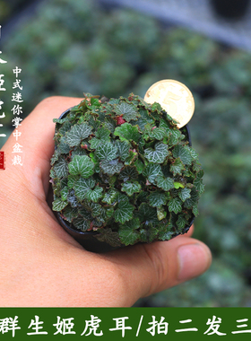 姬虎耳草假山造景苔藓桌面迷你盆栽儿童蕨类雨林缸植物创意微景观