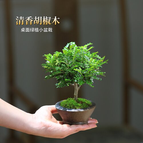 清香型胡椒木盆栽带香味绿植