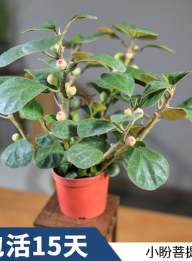 小盼菩提盆栽带果植物室内庭院桌面观果盆景植物禅意菩提树地栽苗