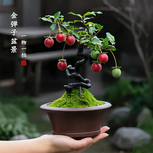 金弹子老桩盆景庭院盆栽