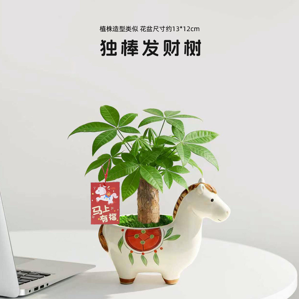 马年伴手礼物小马盆栽发财树小盆栽办公室内桌面花卉绿植新年植物