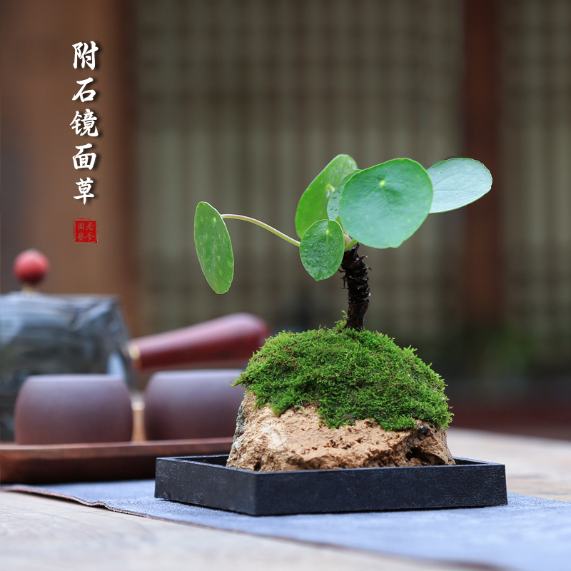 镜面草老桩附石盆景完全成活