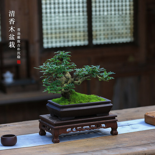 矮霸胡椒木盆景老桩造型绿植
