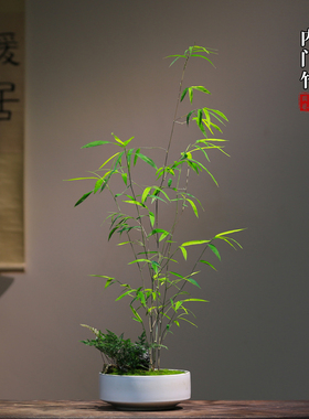 正品内门竹一物一拍禅意茶室盆景植物好养室内新中式风真竹子盆栽