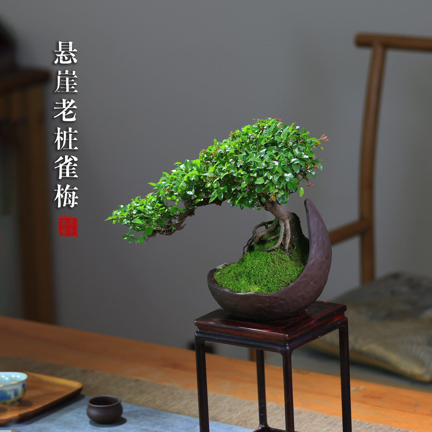 雀梅老桩盆景造型室内盆栽创意植物茶室茶桌庭院宋式美学绿植摆件