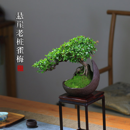 雀梅老桩盆景造型室内盆栽创意植物茶室茶桌庭院宋式美学绿植摆件