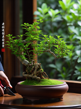 胡椒木盆景清香木老桩盆栽室内植物办公室桌面好养造型客厅绿植