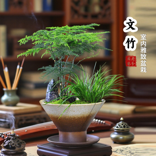 铁杆文竹室内桌面净化空气好养