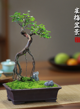 雀梅老桩盆景一物一拍室内造型植物办公室桌面绿植茶室禅意盆栽