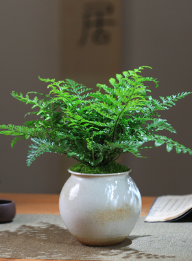 吉姆蕨蕨类绿植平安蕨盆栽客厅办公室好养室内净化空气好养耐寒