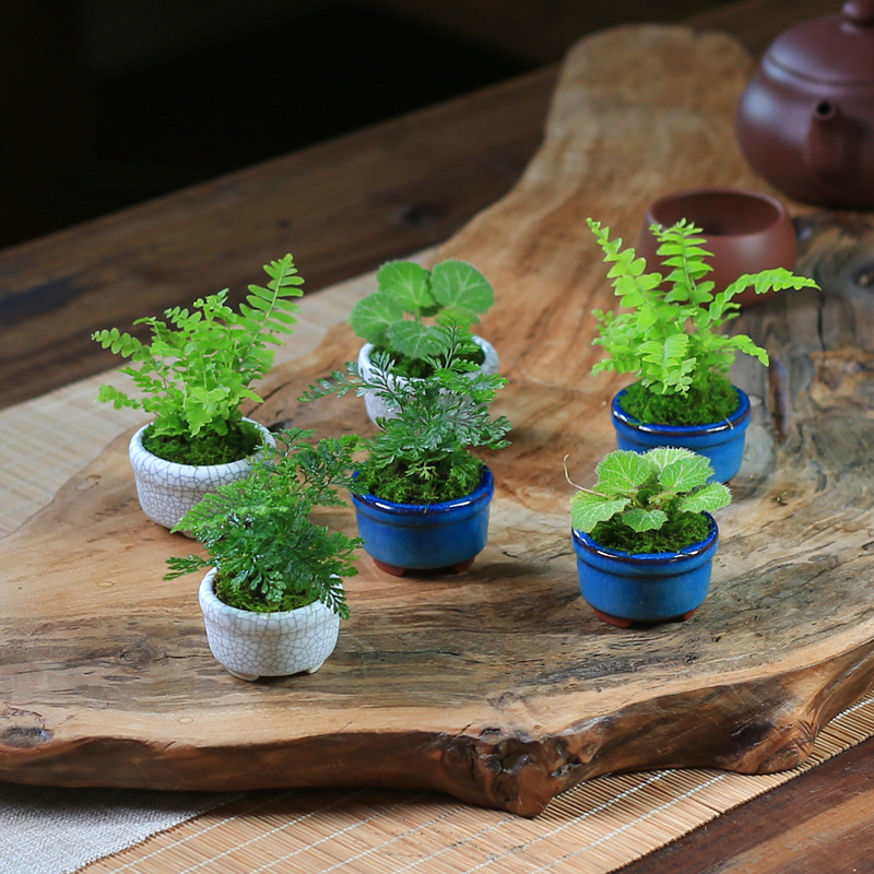 小型盆栽桌面植物mini小绿植