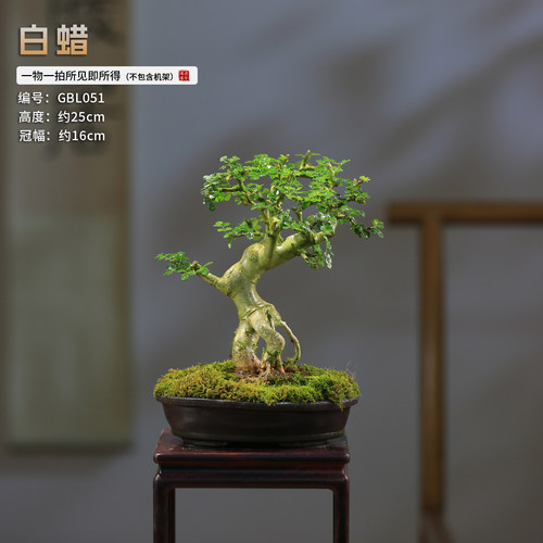 对接白蜡造型一物一拍盆景树桩