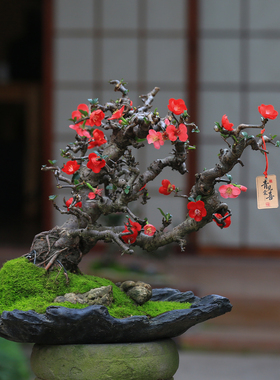 造型海棠花盆栽带花苞好养易活阳台庭院花卉一物一拍老桩植物盆景