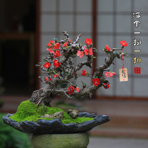 海棠盆栽带苞易养老桩净化空气