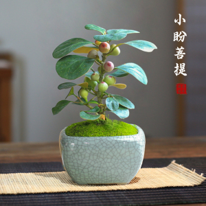 小盼菩提办公室绿植小盆栽带果植物桌面好养四季净化空气客厅盆景