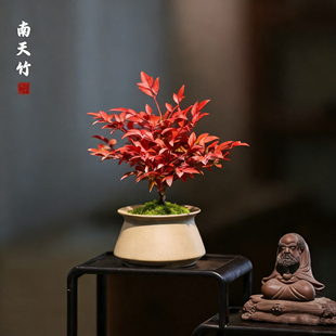 南天竹桌面茶台办公室盆栽好养易活耐寒耐旱年宵禅意迷你小盆景