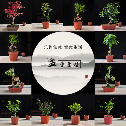 悬崖提根赤楠紫檀米竹雀梅盆景