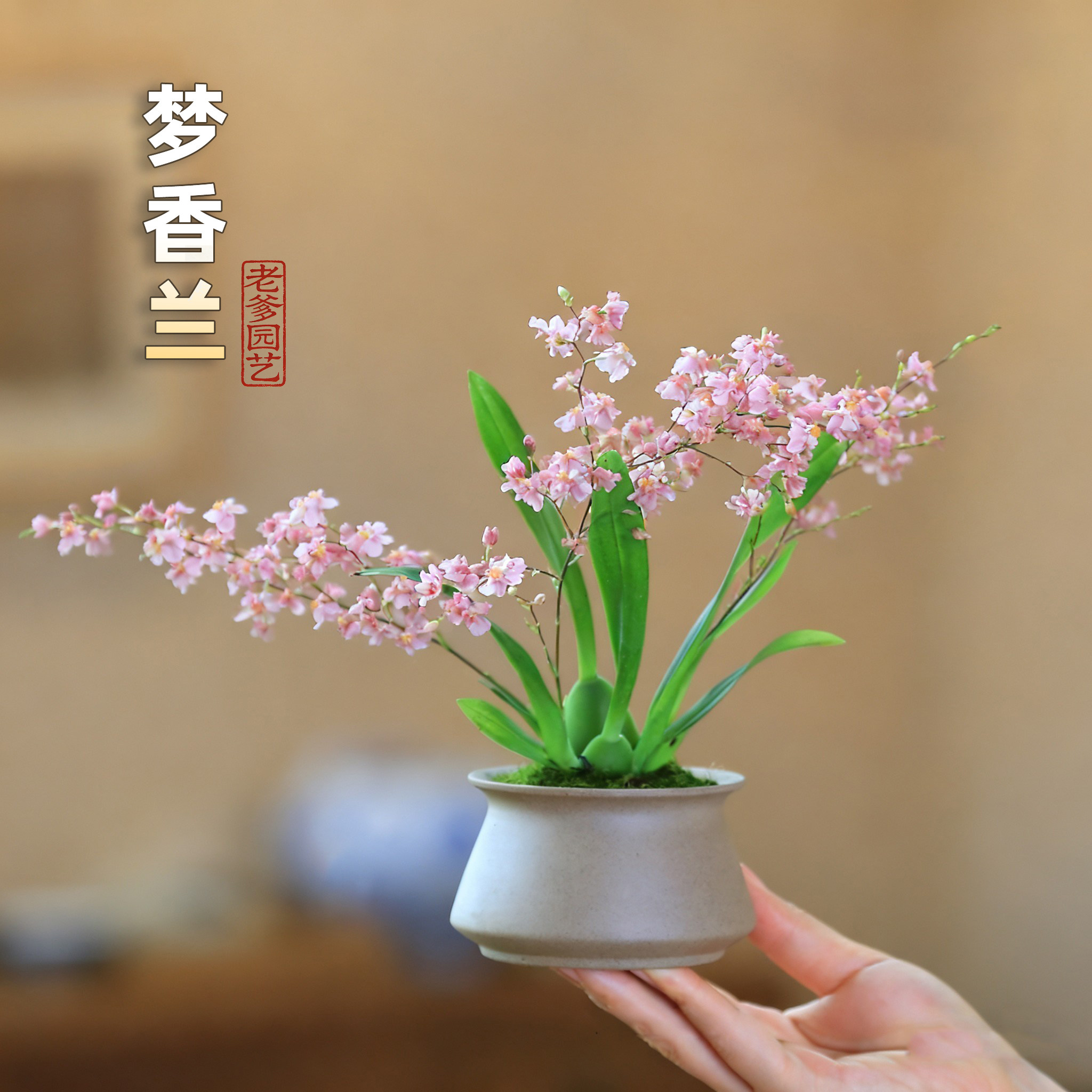 文心兰梦香兰小兰花苗办公室桌面绿植花卉盆栽客厅花卉植物室内花