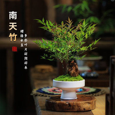 南天竹彩叶植物盆栽创意绿植