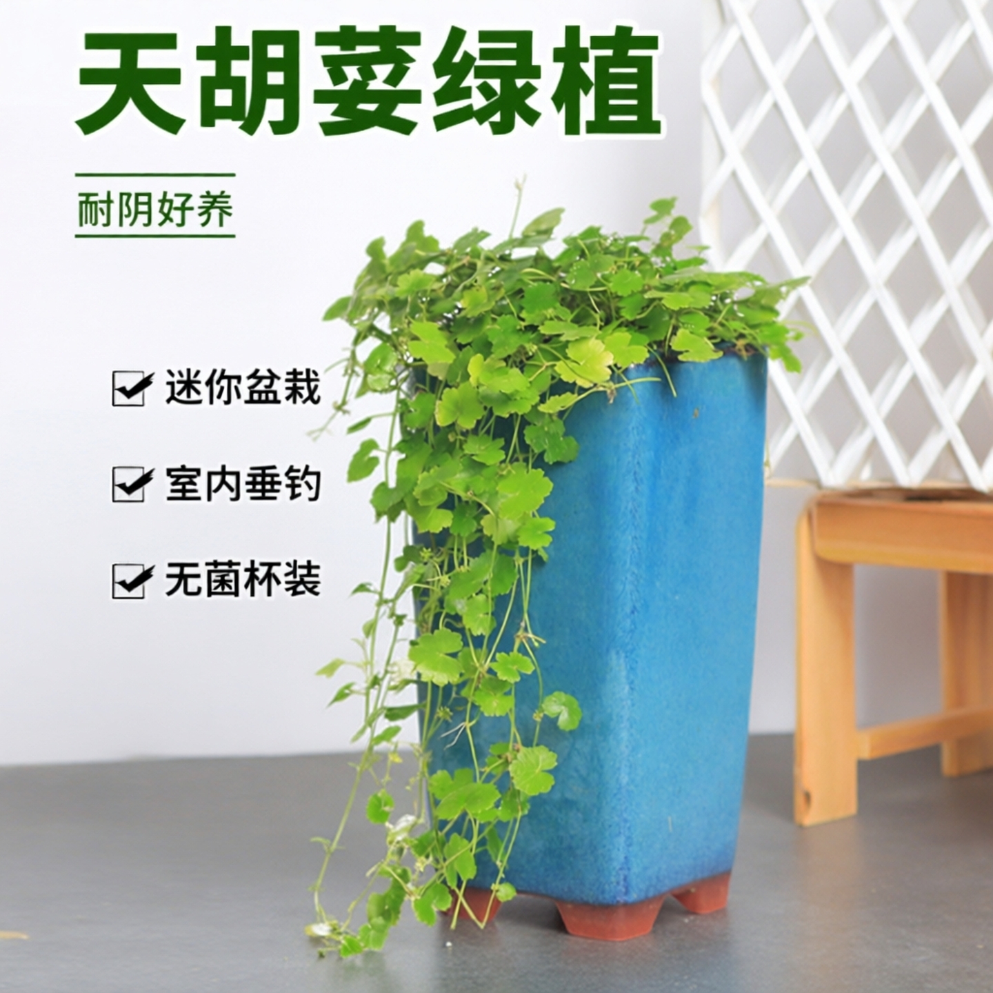 天胡荽盆栽水陆缸造景无菌杯绿植迷你盆栽耐阴好养室内垂钓微景观