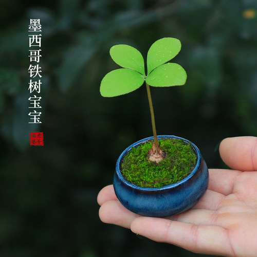 微型铁树桌面茶台客厅禅意小盆景