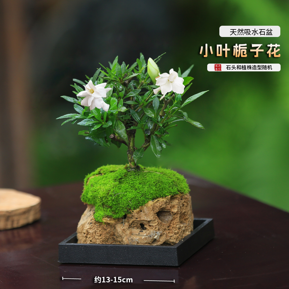 栀子花盆栽办公室开花