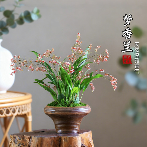 文心兰盆栽梦香兰带花苞绿植