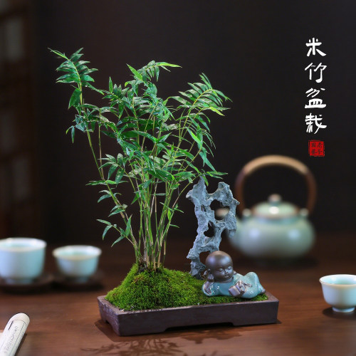 米竹盆栽造型茶室室内客厅植物